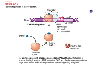 Positive regulation of the lac operon
