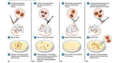 Genetically transformed cell