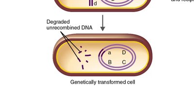 Conjugation and F factor transfer in bacteria