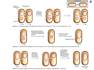 Transduction by a bacteriophage