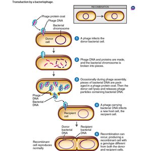 Genetic recombination by crossing over