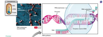 Transcription initiation and RNA polymerase
