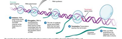 Steps of transcription: initiation, elongation, termination