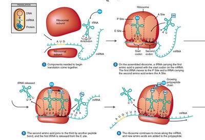 Translation initiation and ribosome assembly