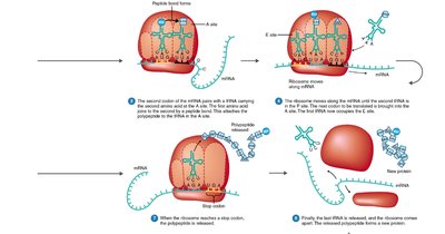 Translation elongation and termination