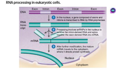 RNA processing in eukaryotic cells