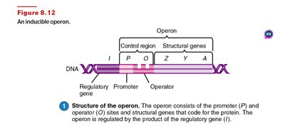 Structure of the operon