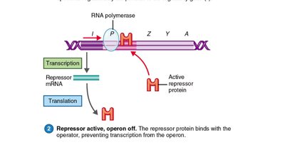 Repressor active, operon off