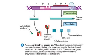 Repressor inactive, operon on