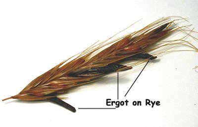 Ergot on rye