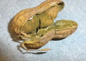 Aflatoxin-producing mold on peanut
