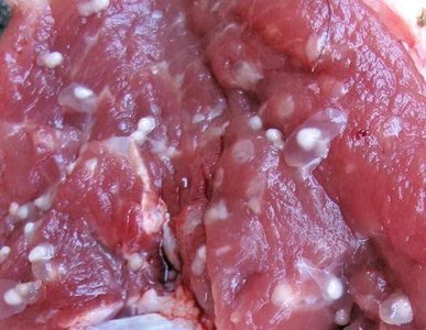 Cysticerci in pork muscle