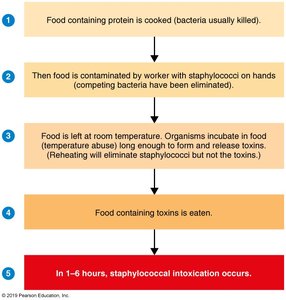 Steps in staphylococcal food poisoning