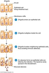 Pathogenesis of Shigella infection in the intestinal epithelium