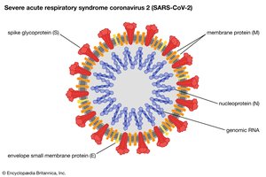 SARS-CoV-2 structure