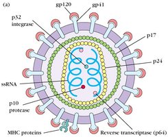 HIV structure