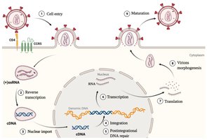 HIV lifecycle diagram