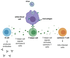HIV pathogenesis and immune cell loss