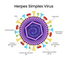 Herpes simplex virus structure