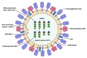 Influenza virus structure