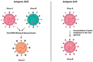 Antigenic drift vs shift diagram