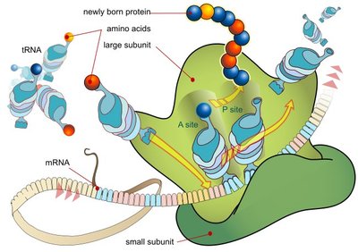 Translation: ribosome, tRNA, and protein synthesis