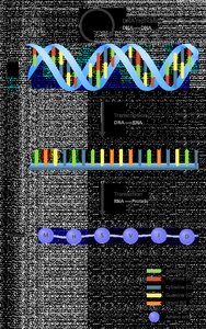 Central dogma: DNA to RNA to protein