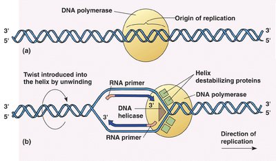 Replication fork and enzyme activity