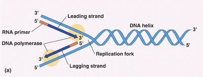 Leading and lagging strand synthesis