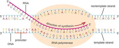 Transcription process: RNA synthesis from DNA
