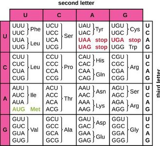 The genetic code table