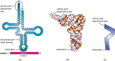 tRNA structure and function