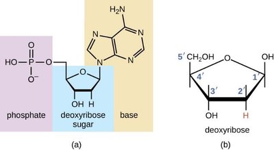 Structure of a deoxyribonucleotide and deoxyribose sugar