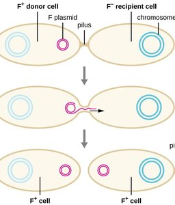 Bacterial conjugation: horizontal gene transfer