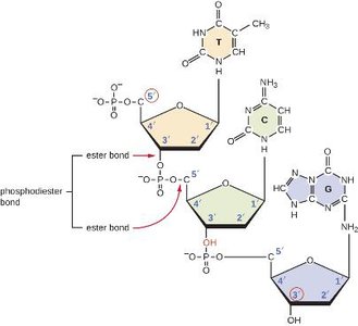 Formation of the sugar-phosphate backbone in DNA