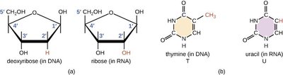 Comparison of deoxyribose and ribose, and thymine vs uracil