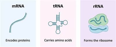 Types of RNA: mRNA, tRNA, rRNA