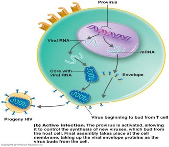 HIV replication and budding from T cell