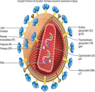 Structure of HIV virion