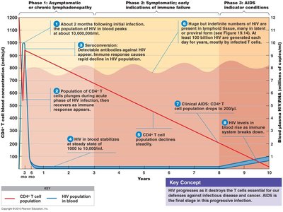 Graph of HIV infection progression and CD4+ T cell decline