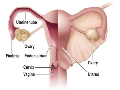 Diagram of female reproductive system