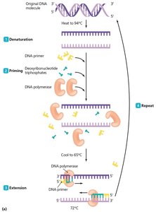 PCR amplification: exponential increase in DNA molecules