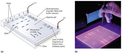 Gel electrophoresis setup and results