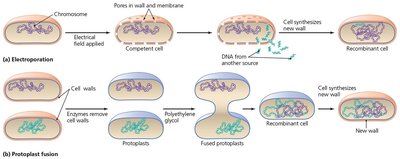 Artificial methods: gene gun and microinjection
