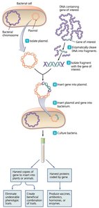 Overview of recombinant DNA technology process