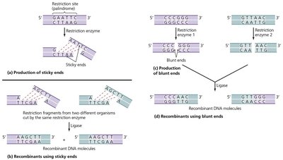 Actions of representative restriction enzymes