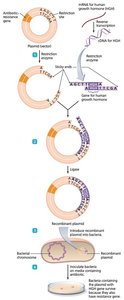Process for producing a recombinant vector
