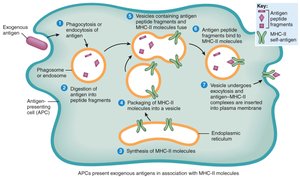 Exogenous antigen processing and presentation on MHC-II
