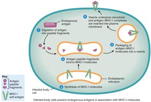 Endogenous antigen processing and presentation on MHC-I