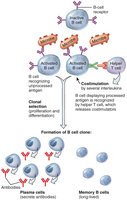 Clonal selection of B cells